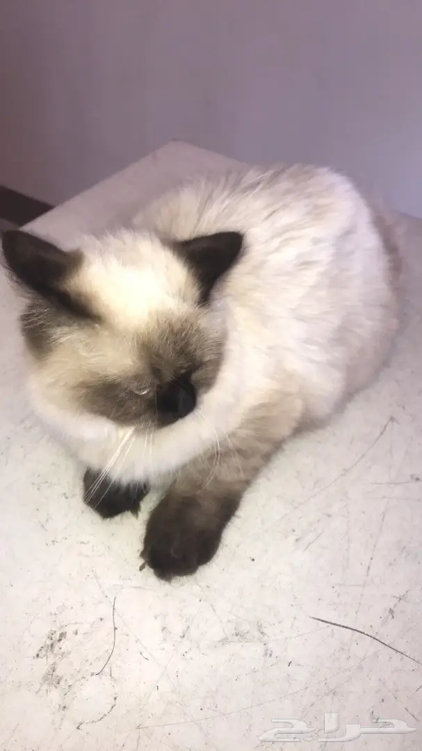 قطه للبيع (image 4)