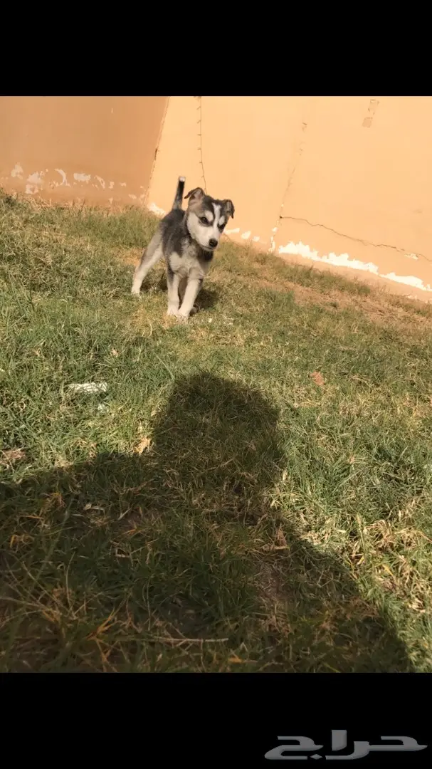 للبيع هآسكيء 