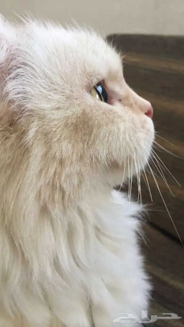 قط شيرازي  (image 1)