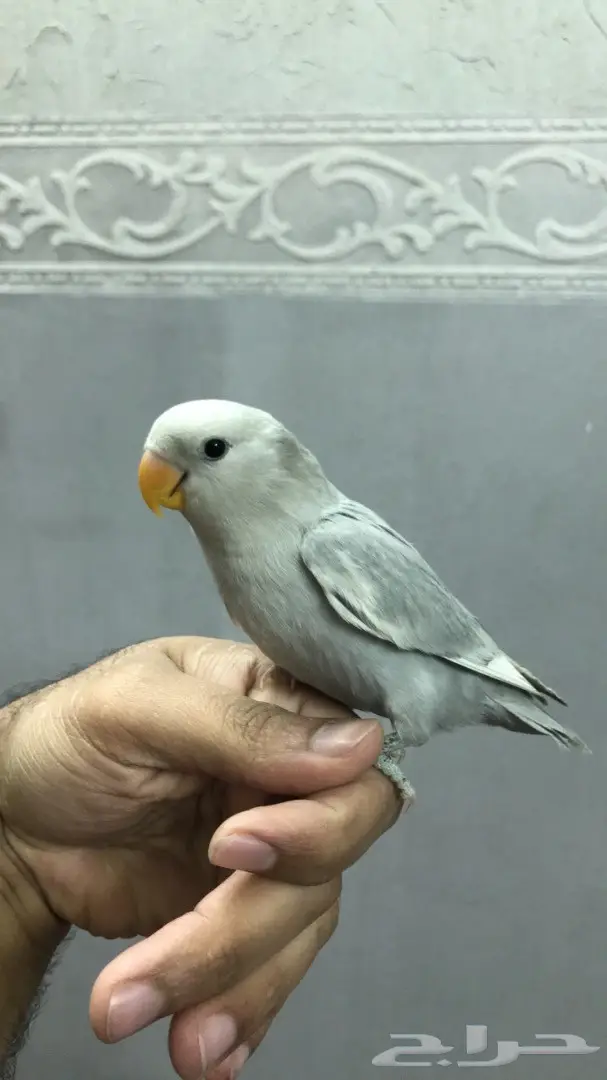 فرخ روز نهايه غر هدد داخل و خارجي (image 1)