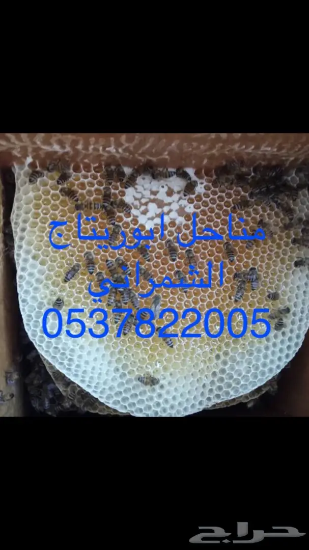 عسل سدرعسل سدرعسل سدرعسل سدرعسل سدر (image 8)