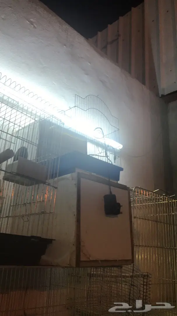 اقفاص وبياضة كاسكو للبيع (image 3)