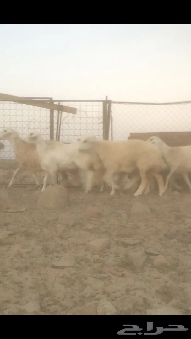 رخال صنف  (image 2)