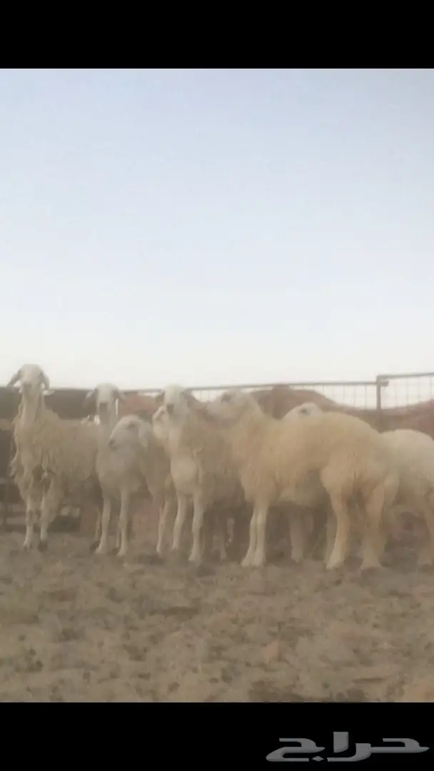 رخال صنف  (image 4)