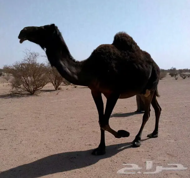 مجهم ملاقي منوه القناي (image 1)