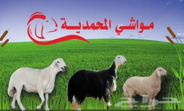 ذبايح ومواشي المحمديه مع الذبح والتوصيل (image 1)