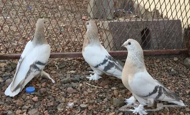 جوز وفرده اورفلي خطين كرست 