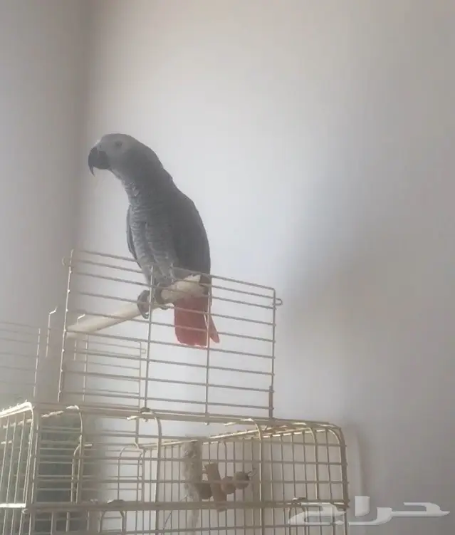 كاسكو  هولندي. مليان كلام (image 1)