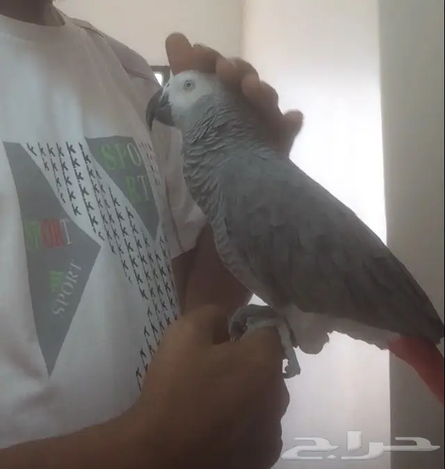 كاسكو  هولندي. مليان كلام