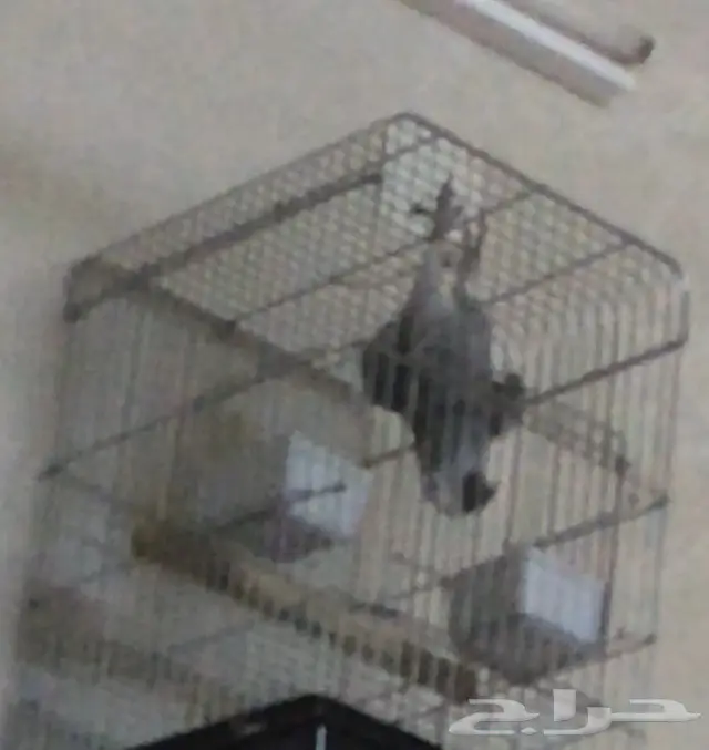 كاسكو  هولندي. مليان كلام (image 3)