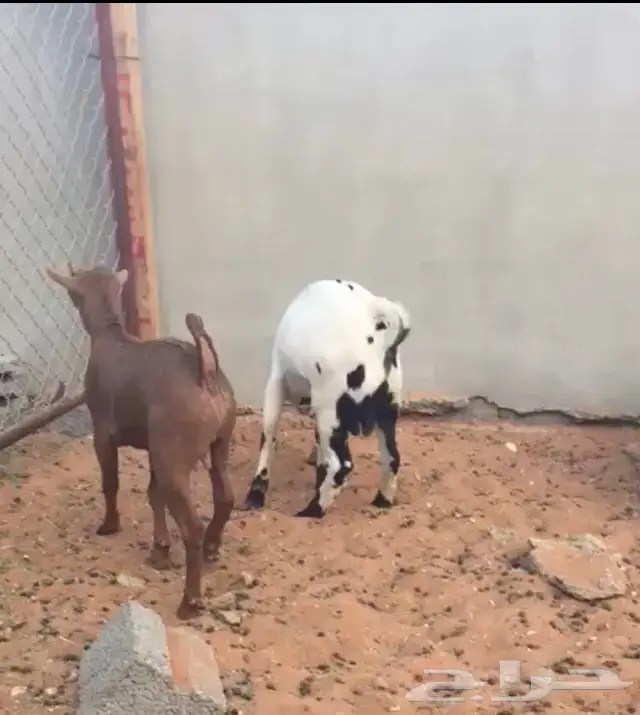 تيوس جفار لباني (image 2)