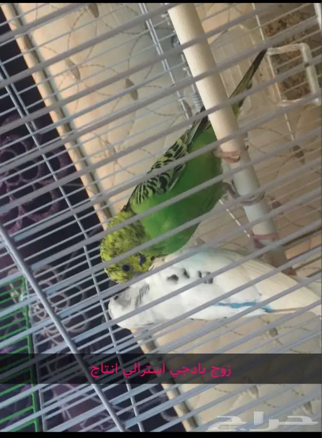 الطايف - الطيور وصحتها (image 4)