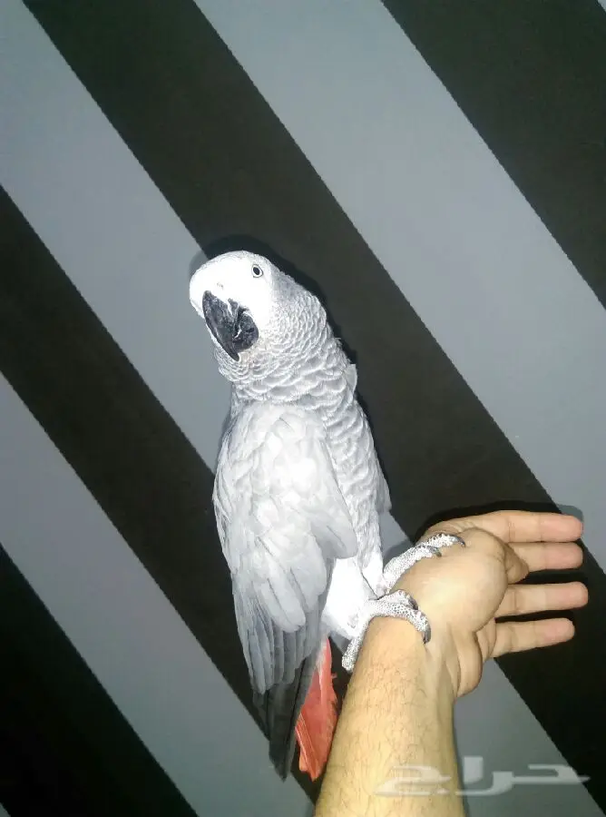 كاسكو هولندي كبتن واليف (image 5)