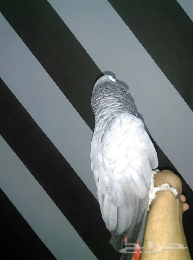 كاسكو هولندي كبتن واليف (image 7)