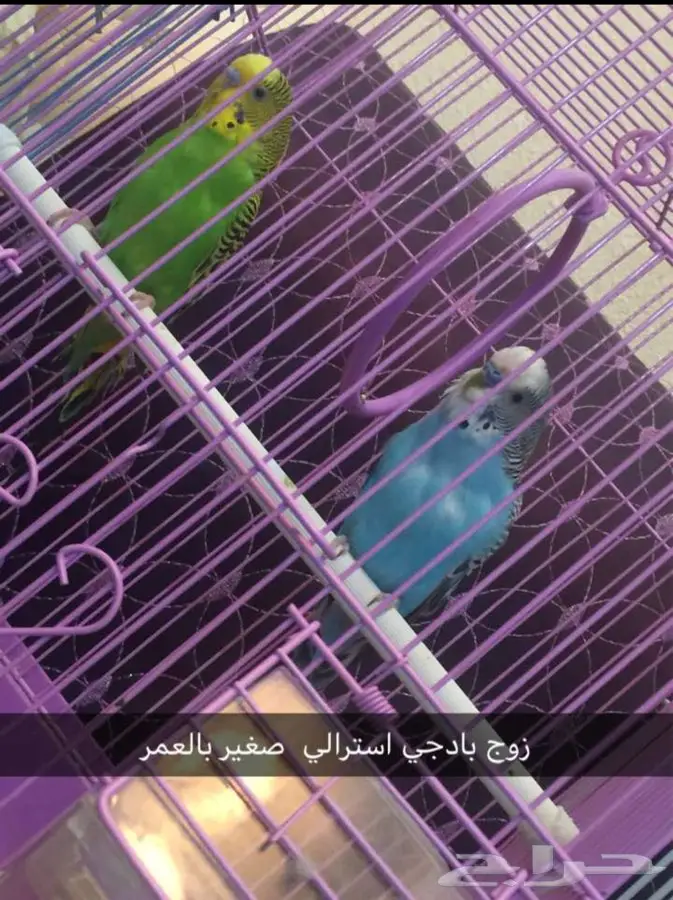 الطايف - الطيور وصحتها (image 3)