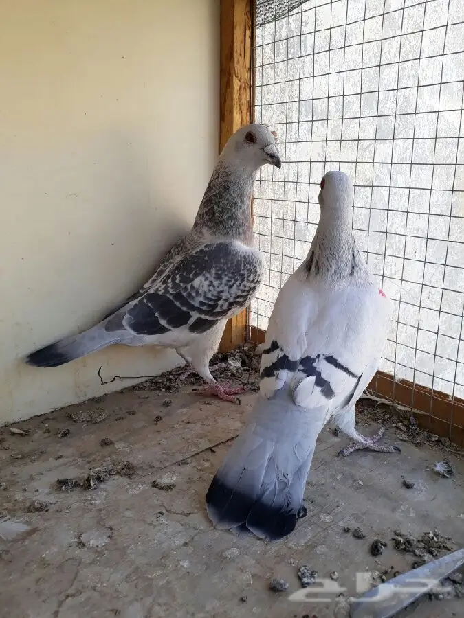 زوج ايس وانثى كوري وانثى تايقر (image 5)
