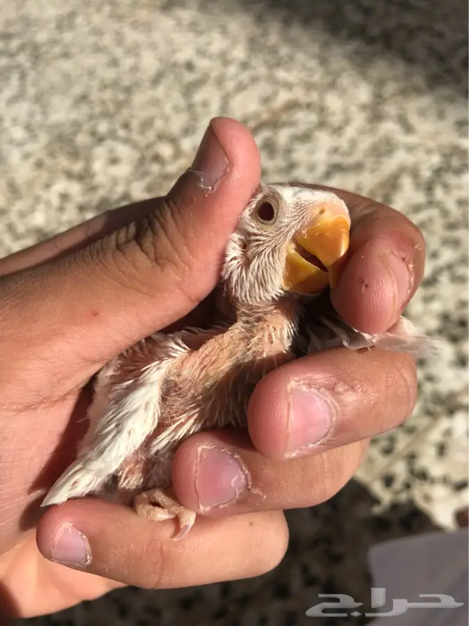 فروخ روز البينو عيون حمر