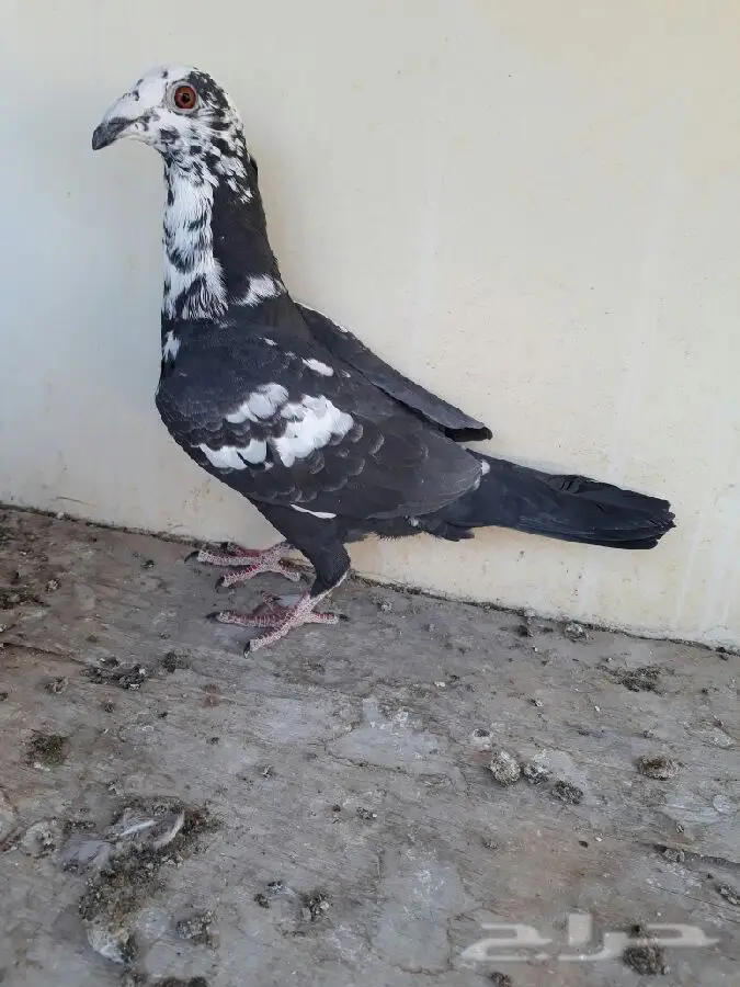 زوج ايس وانثى كوري وانثى تايقر (image 1)