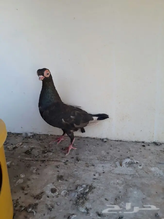زوج ايس وانثى كوري وانثى تايقر (image 3)