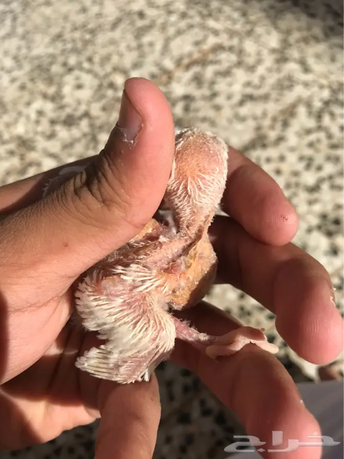 فروخ روز البينو عيون حمر (image 3)