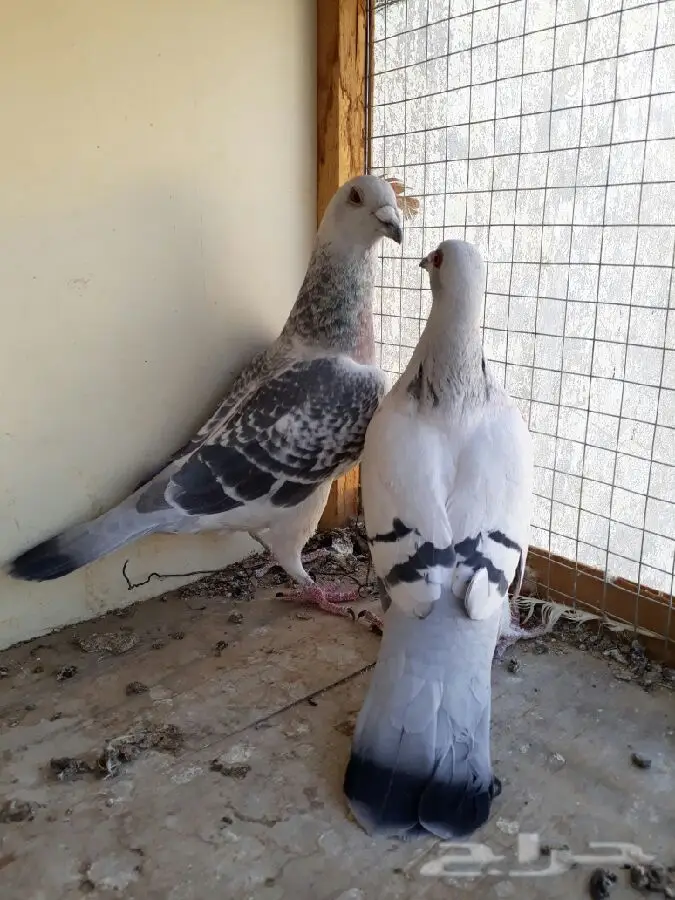 زوج ايس وانثى كوري وانثى تايقر (image 4)