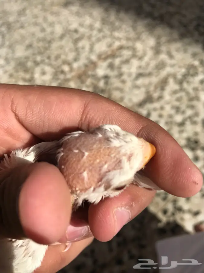 فروخ روز البينو عيون حمر (image 1)