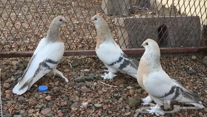 جوز وفرده اورفلي خطين كرست  (image 3)