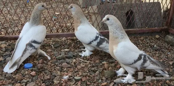 جوز وفرده اورفلي خطين كرست  (image 1)