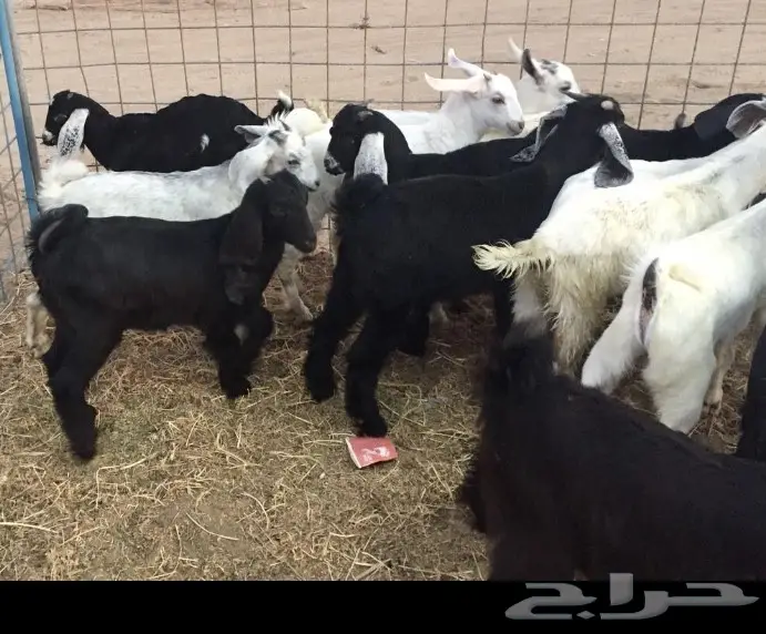 تيوس لبنيه للمظبي  مقفله سمان شرط 