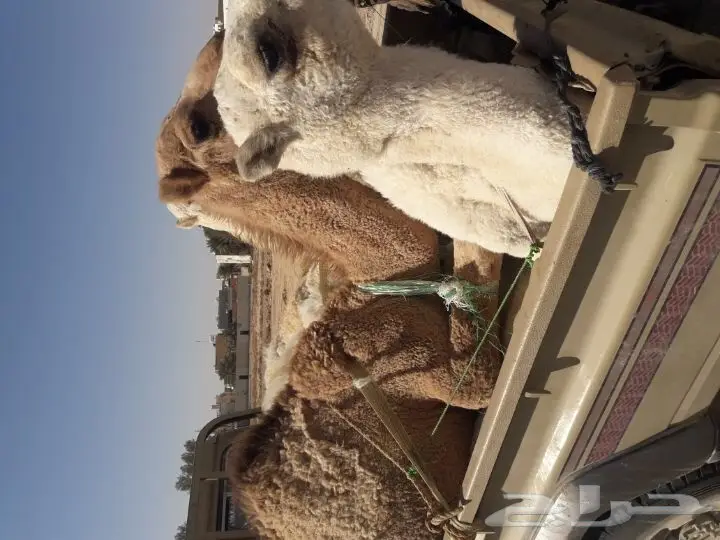 حشو بري لباني ومفرود لايفوتكك(ملحمه الجود) (image 2)