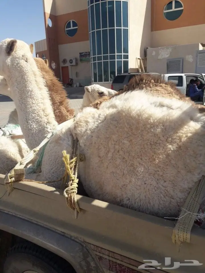 حشو بري لباني ومفرود لايفوتكك(ملحمه الجود) (image 1)