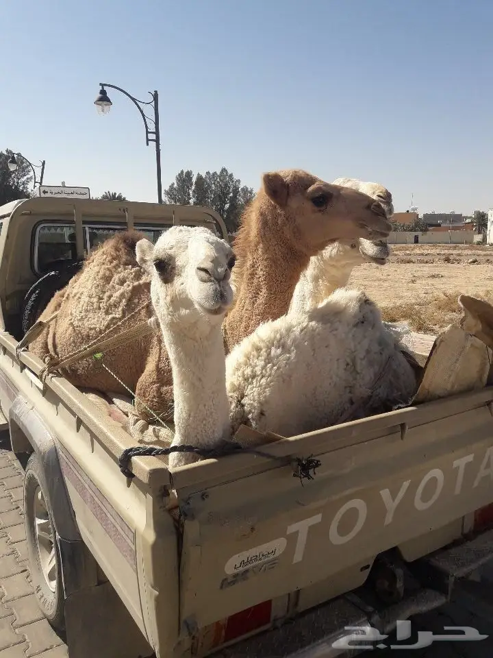 حشو بري لباني ومفرود لايفوتكك(ملحمه الجود)