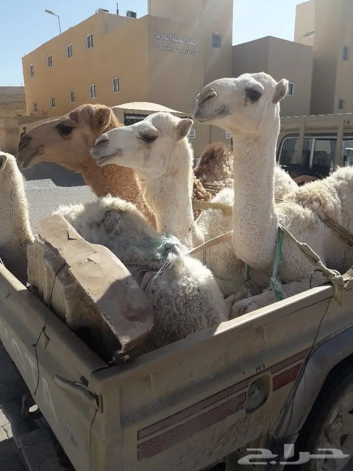 حشو بري لباني ومفرود لايفوتكك(ملحمه الجود) (image 3)