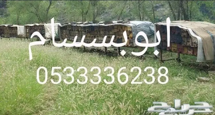 في ذمتي سدر وسمر غير مغشوش وبيننا الله فيه (image 1)