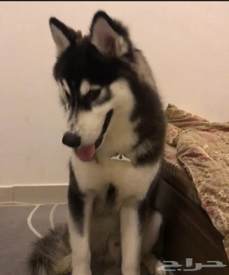 كلب الاسكا مالموت - فرصة لا تُفوَّت! (image 1)