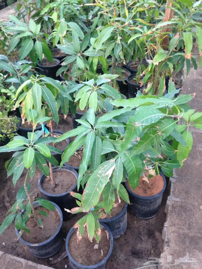 شجرة مانجو للبيع 5