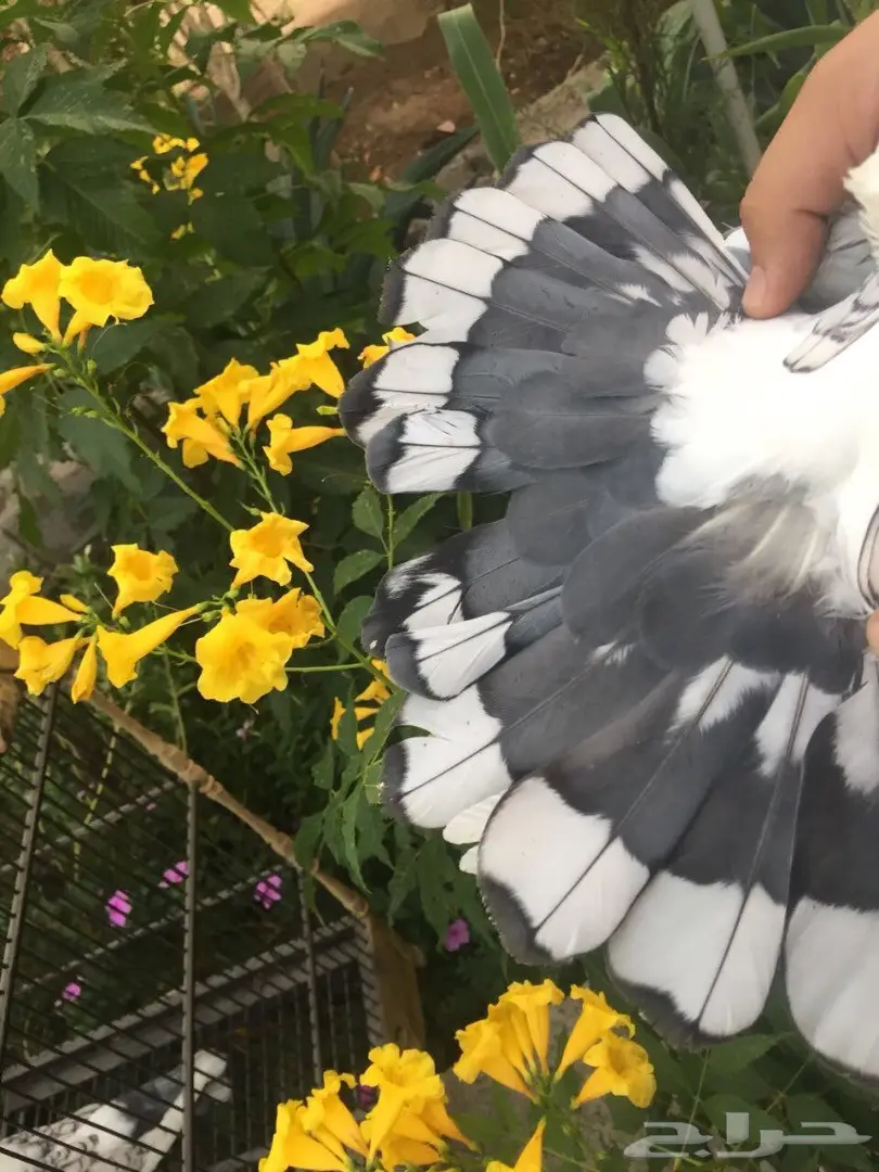 جوز ستنايت بالحضان  (image 1)