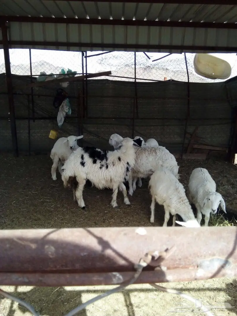 طليان حريه (image 1)