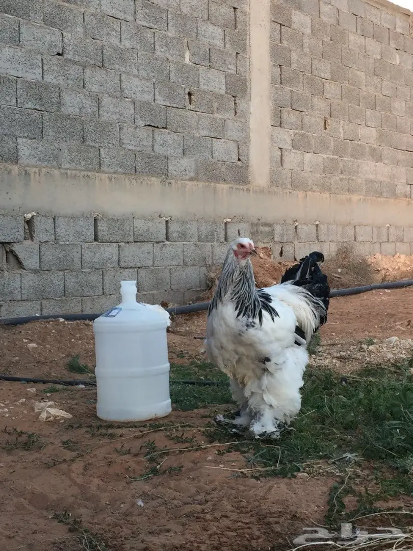 ديك براهما كولومبي