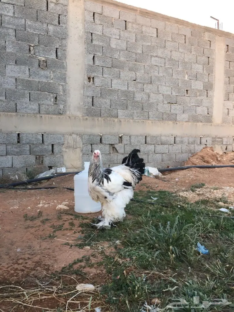 ديك براهما كولومبي (image 1)