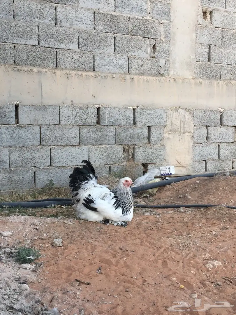 ديك براهما كولومبي (image 2)