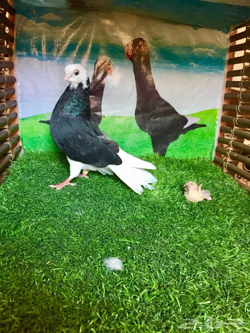  انثى شور فيس