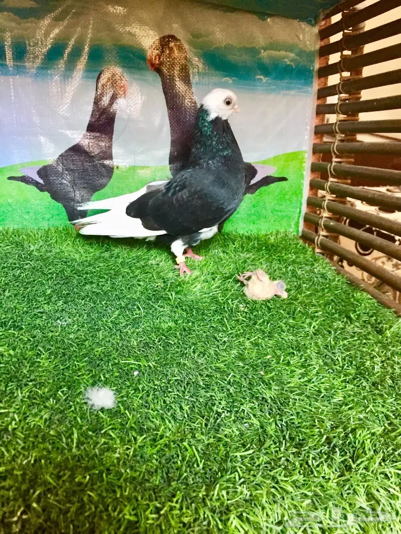  انثى شور فيس (image 1)