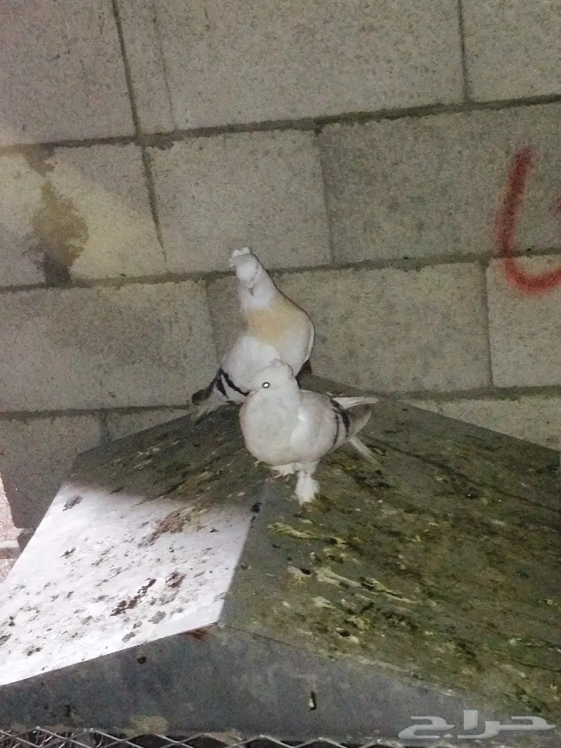 جوز حمام تركي  (image 4)