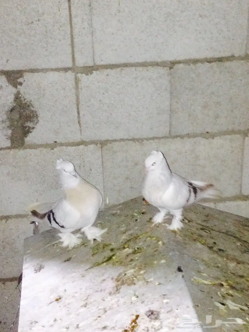 جوز حمام تركي  (image 6)