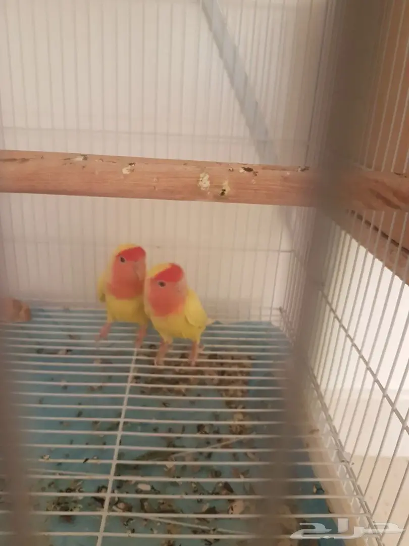  جوز روز لاتينو ريد فيس  (image 1)