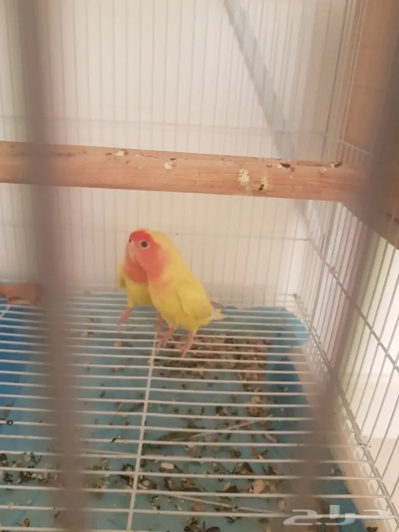  جوز روز لاتينو ريد فيس  (image 2)