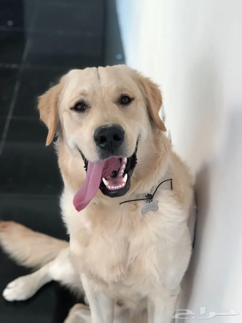 Golden retriever (image 3)