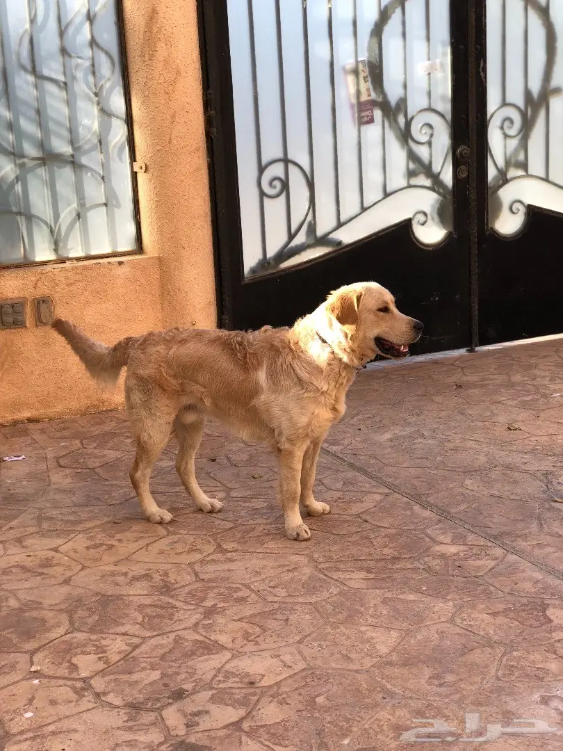 Golden retriever (image 4)