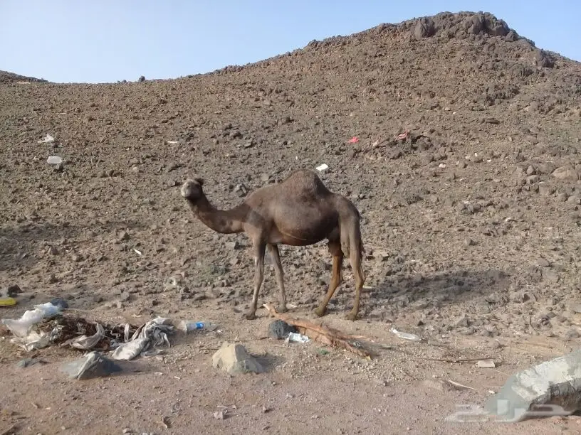 خلفة منيحة ياهل المنايح تملي سطل البرني وزود  (image 2)